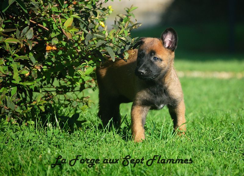 La Forge aux sept flammes - Chiot disponible  - Berger Belge