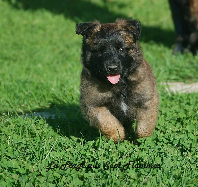 La Forge aux sept flammes - Chiot disponible  - Berger Belge