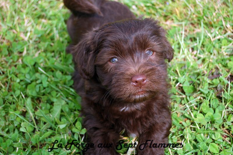 chiot Bichon Havanais La Forge aux sept flammes