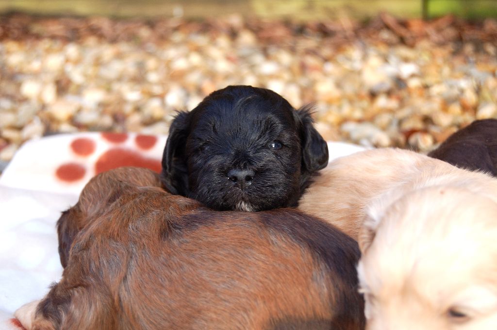 La Forge aux sept flammes - Chiot disponible  - Bichon Havanais