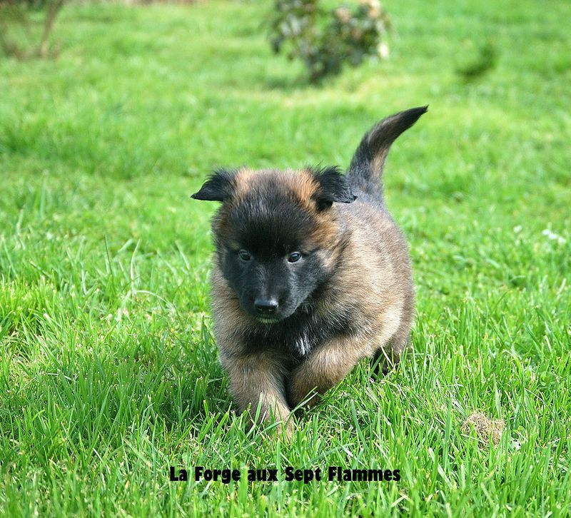 La Forge aux sept flammes - Chiot disponible  - Berger Belge