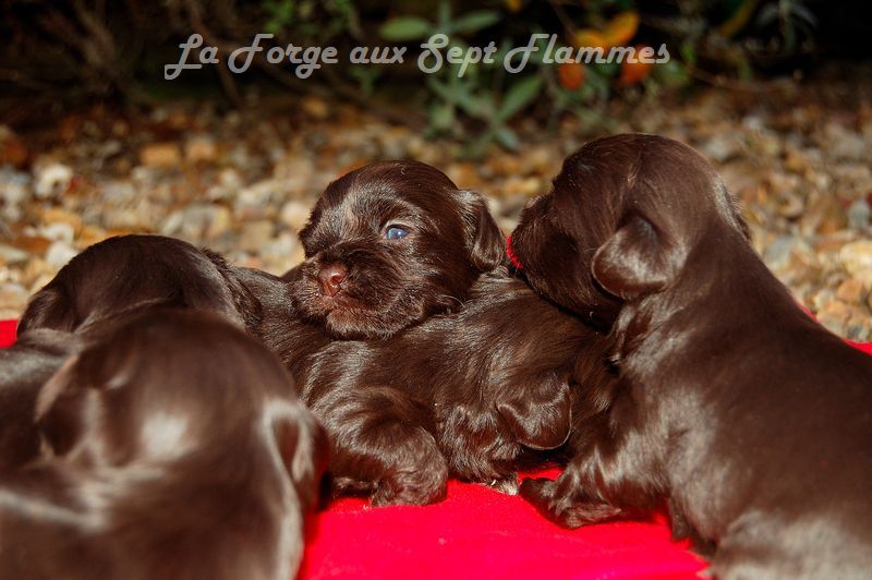 chiot Bichon Havanais La Forge aux sept flammes