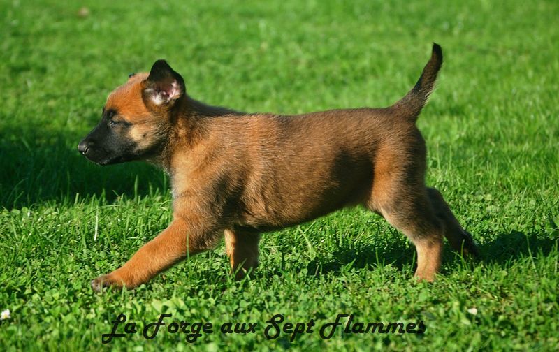 La Forge aux sept flammes - Chiot disponible  - Berger Belge