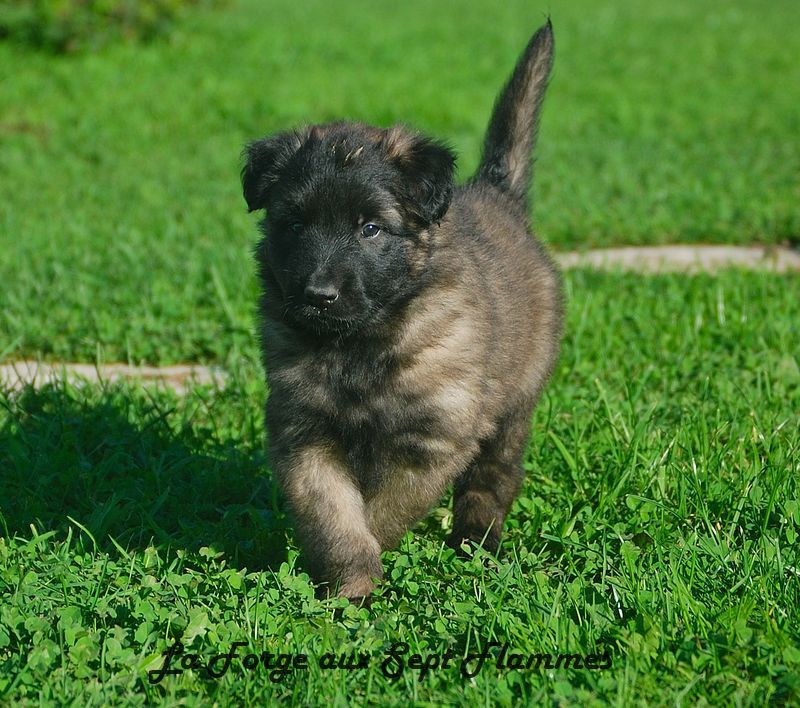 La Forge aux sept flammes - Chiot disponible  - Berger Belge