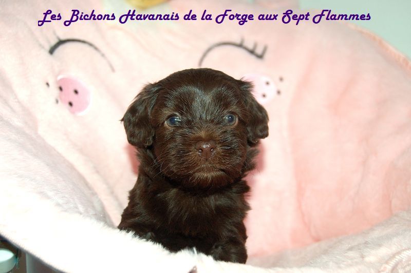 La Forge aux sept flammes - Chiot disponible  - Bichon Havanais