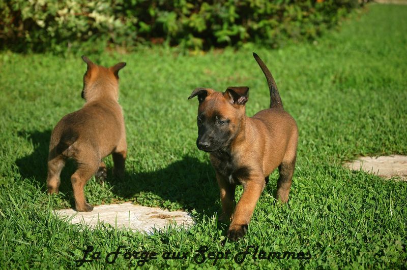 La Forge aux sept flammes - Chiot disponible  - Berger Belge