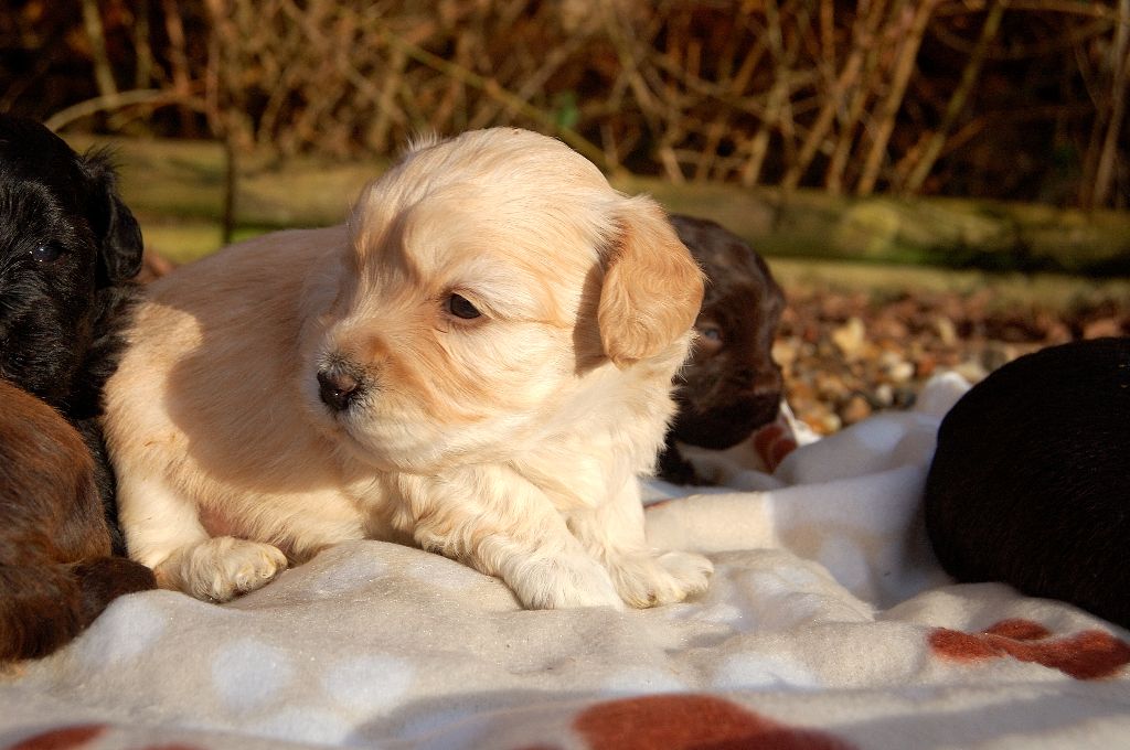 La Forge aux sept flammes - Chiot disponible  - Bichon Havanais