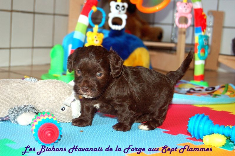 La Forge aux sept flammes - Chiot disponible  - Bichon Havanais