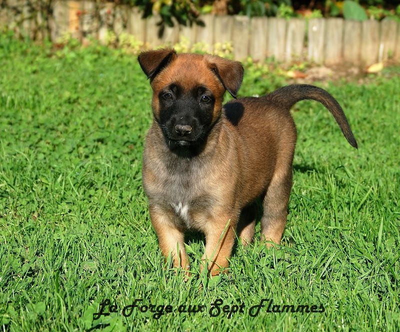 La Forge aux sept flammes - Chiot disponible  - Berger Belge