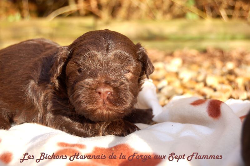 La Forge aux sept flammes - Chiot disponible  - Bichon Havanais