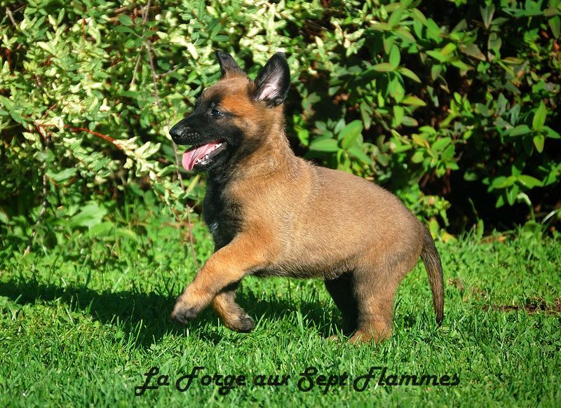 La Forge aux sept flammes - Chiot disponible  - Berger Belge