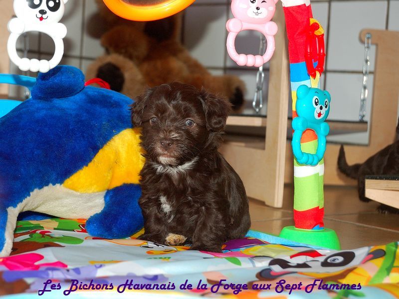 La Forge aux sept flammes - Chiot disponible  - Bichon Havanais