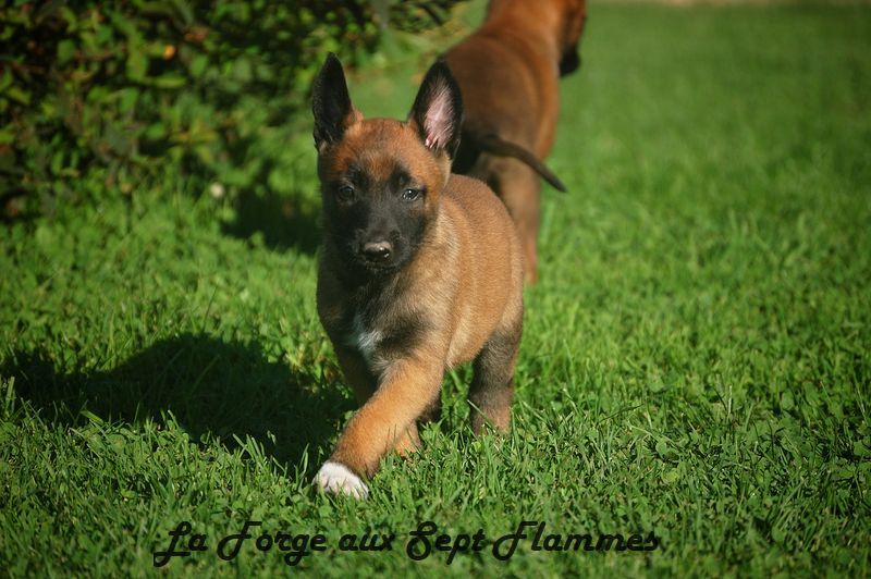 La Forge aux sept flammes - Chiot disponible  - Berger Belge