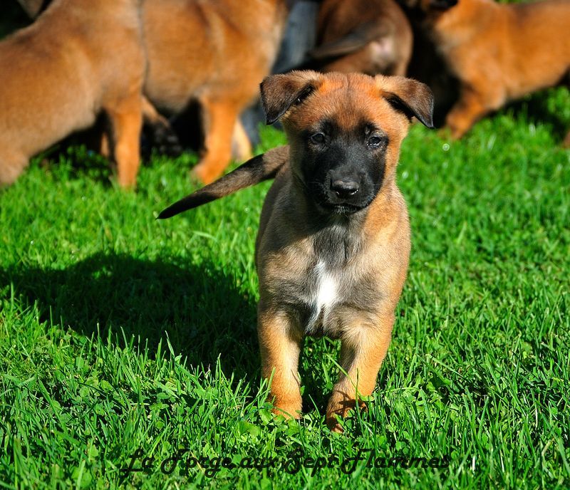 La Forge aux sept flammes - Chiot disponible  - Berger Belge