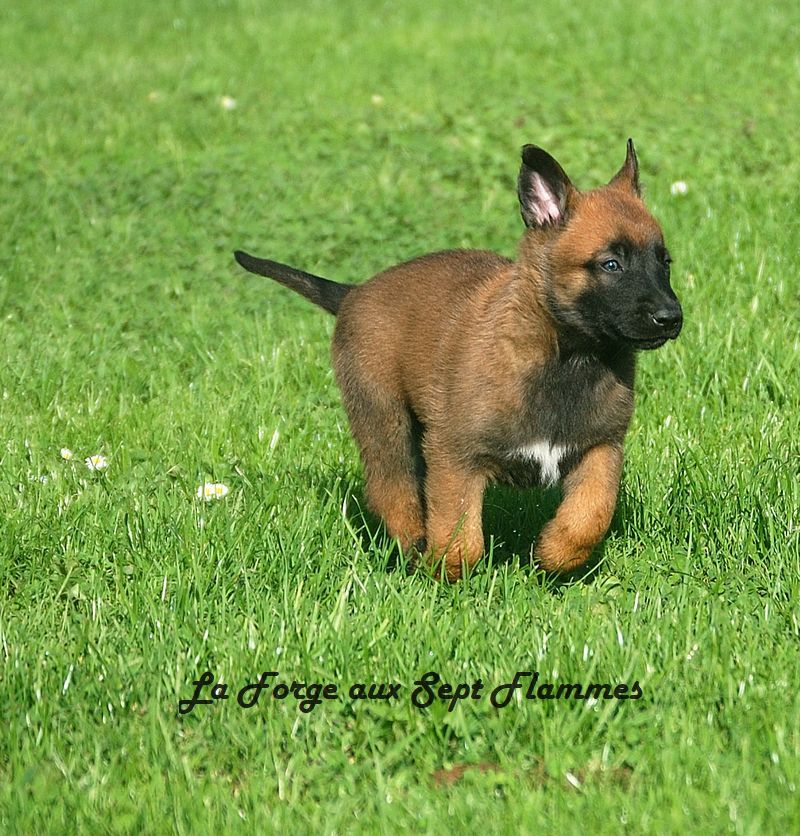 La Forge aux sept flammes - Chiot disponible  - Berger Belge