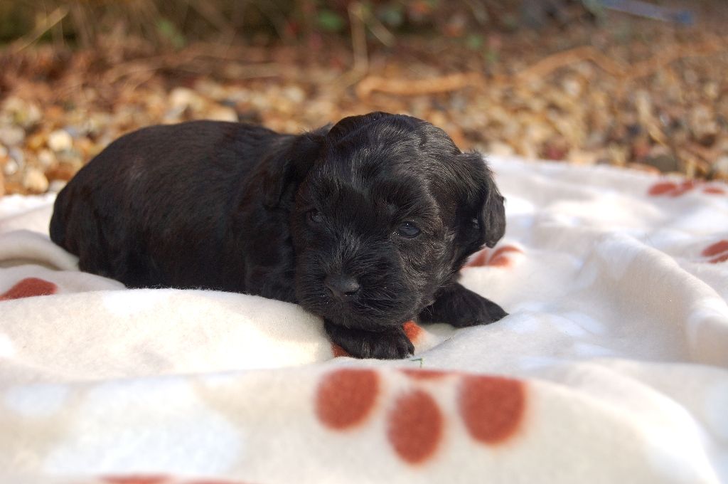 La Forge aux sept flammes - Chiot disponible  - Bichon Havanais