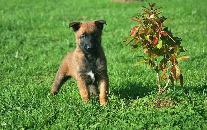 La Forge aux sept flammes - Chiot disponible  - Berger Belge