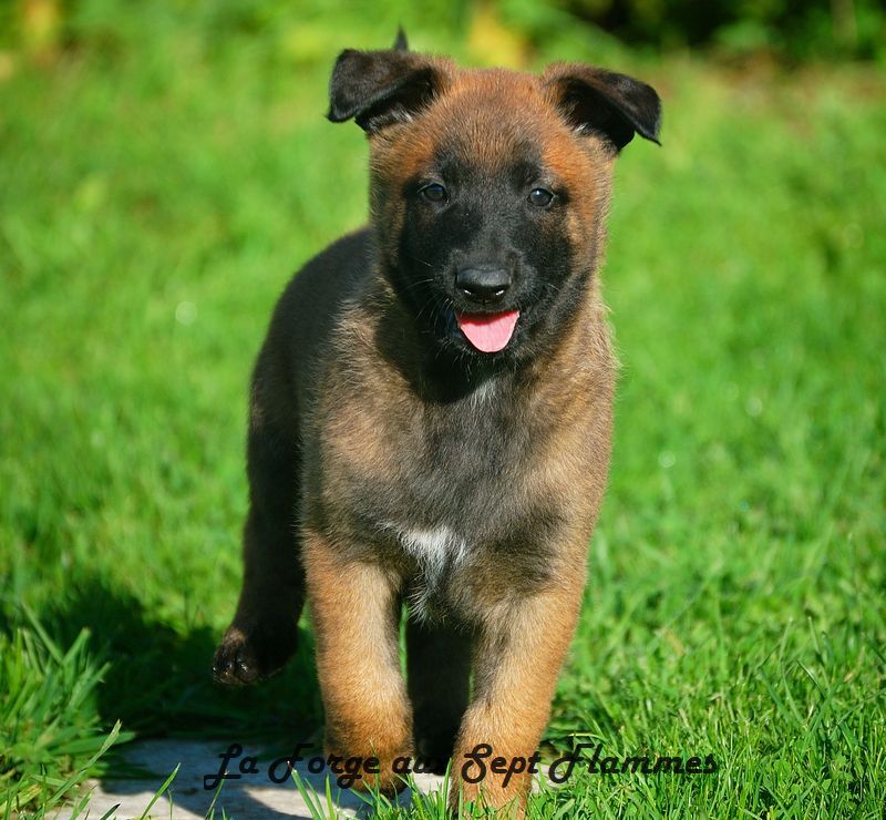 La Forge aux sept flammes - Chiot disponible  - Berger Belge