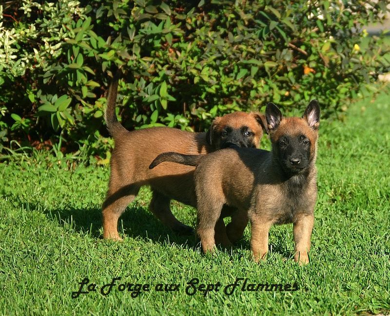 La Forge aux sept flammes - Chiot disponible  - Berger Belge