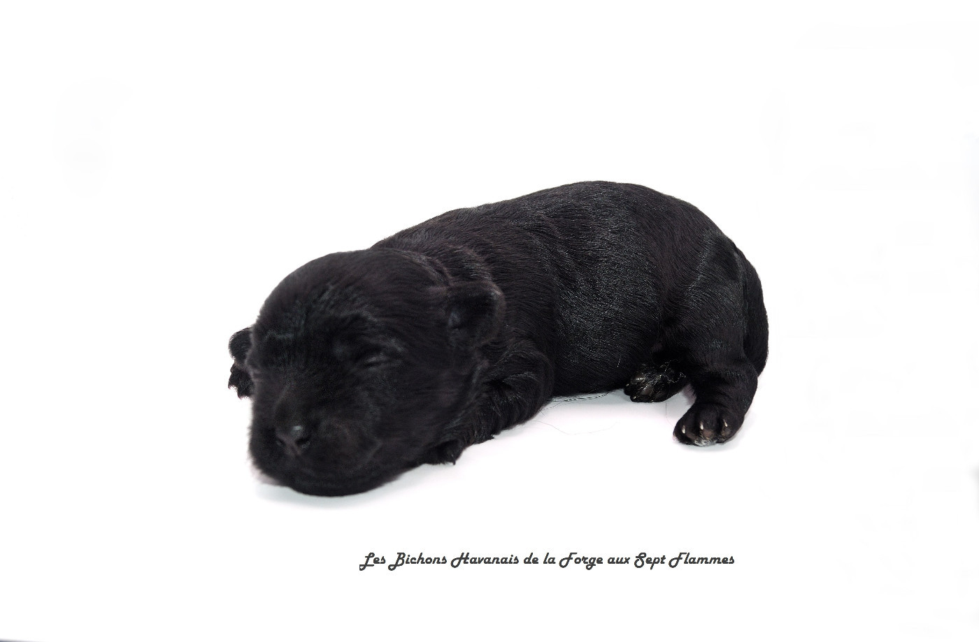 La Forge aux sept flammes - Chiots disponibles - Bichon Havanais