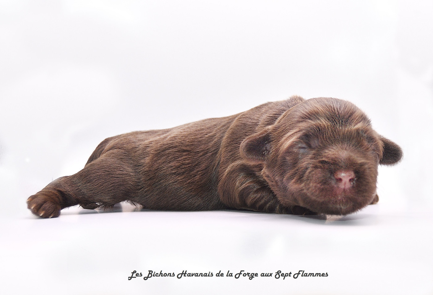 La Forge aux sept flammes - Chiots disponibles - Bichon Havanais