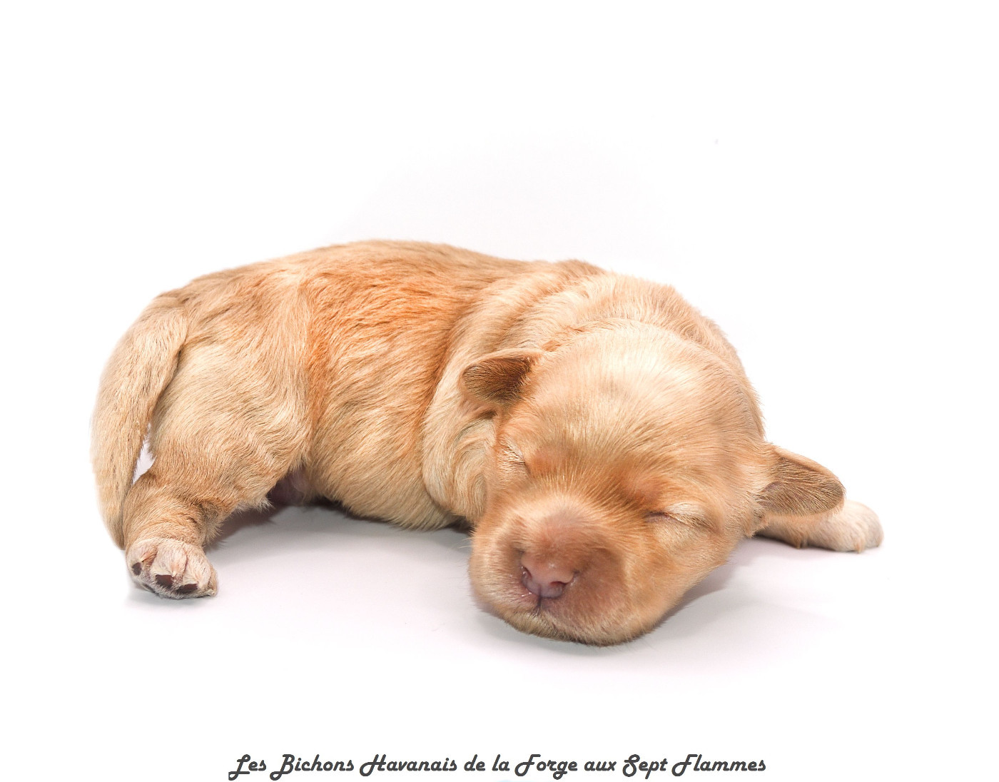 La Forge aux sept flammes - Chiots disponibles - Bichon Havanais