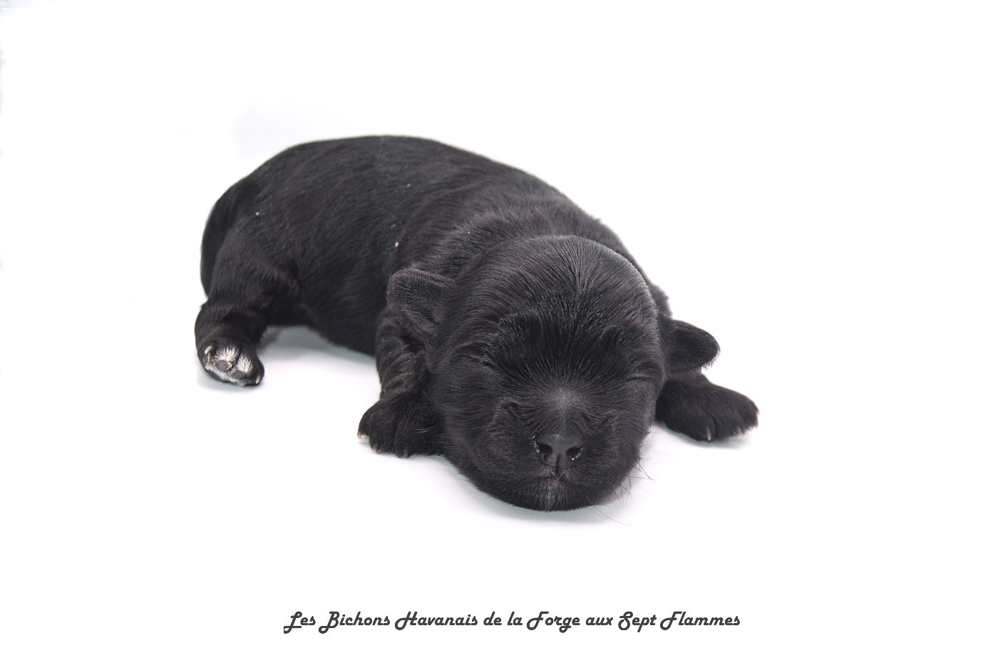La Forge aux sept flammes - Chiots disponibles - Bichon Havanais