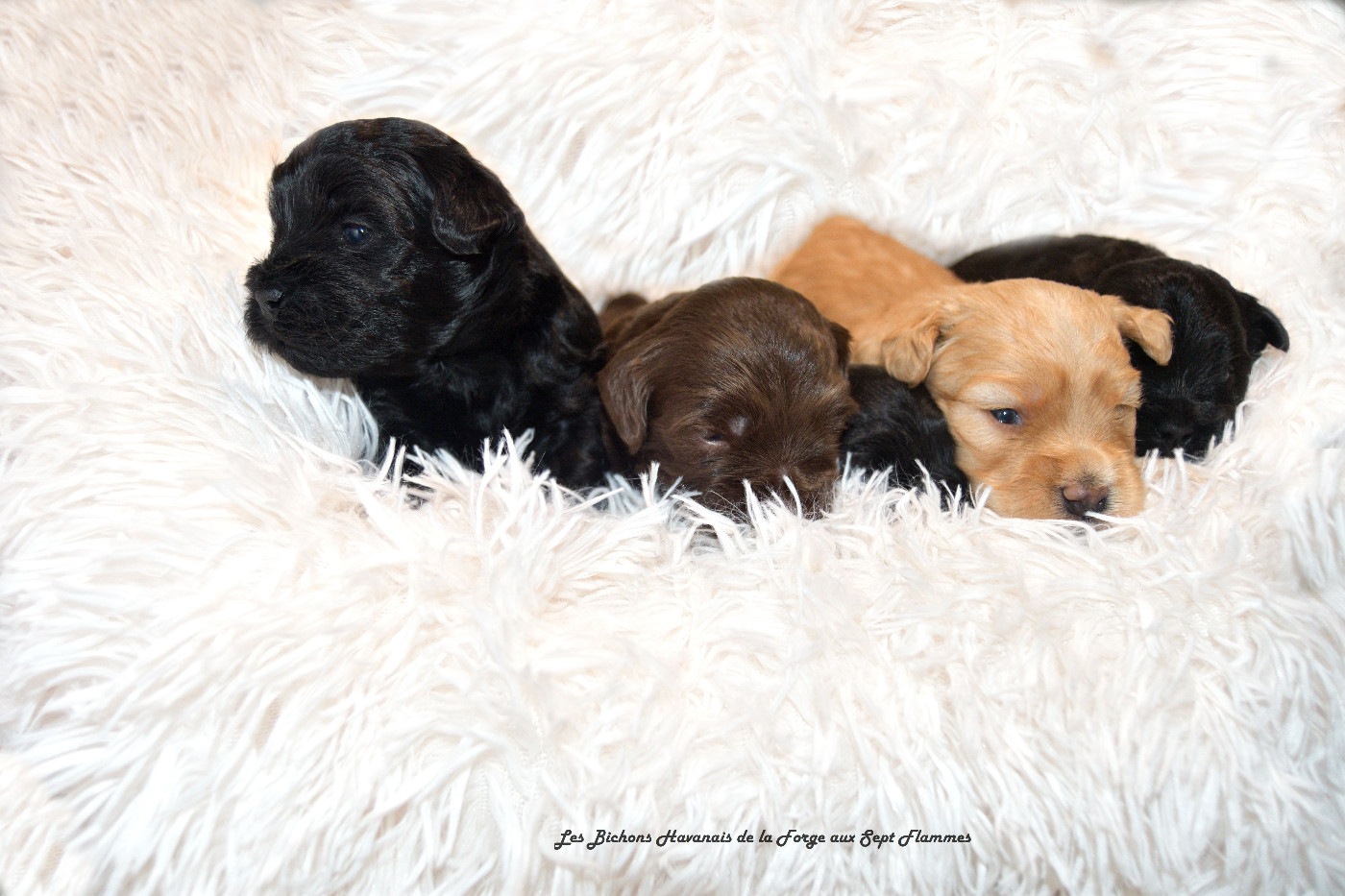 Chiot Bichon Havanais La Forge aux sept flammes