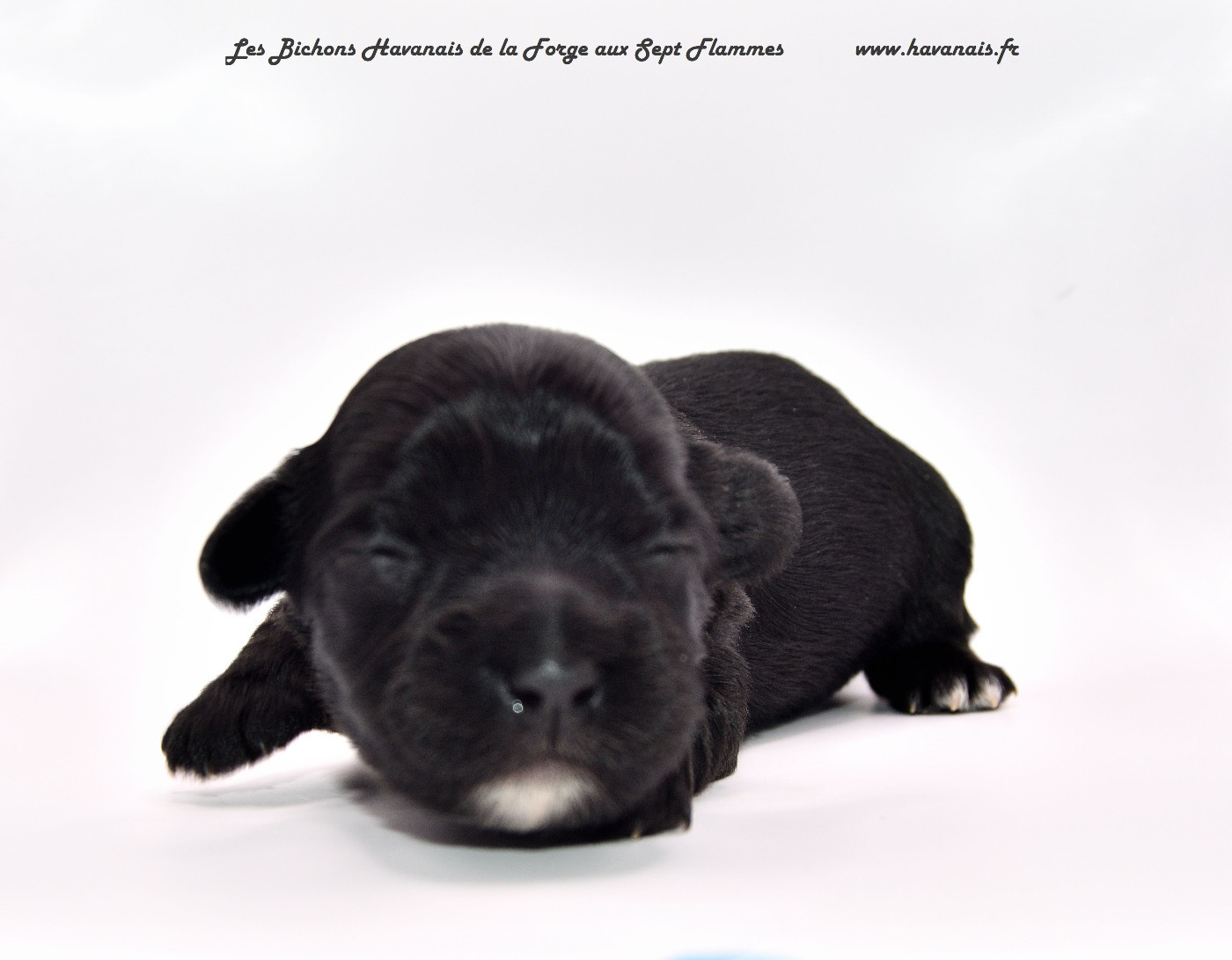 La Forge aux sept flammes - Chiots disponibles - Bichon Havanais