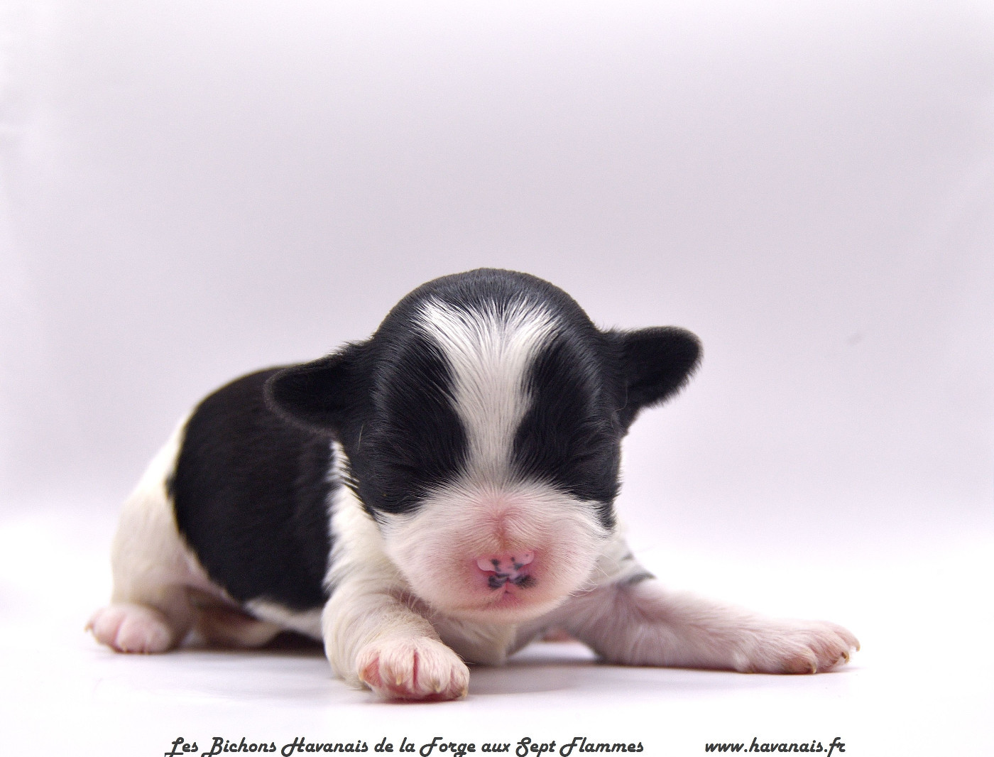 La Forge aux sept flammes - Chiots disponibles - Bichon Havanais