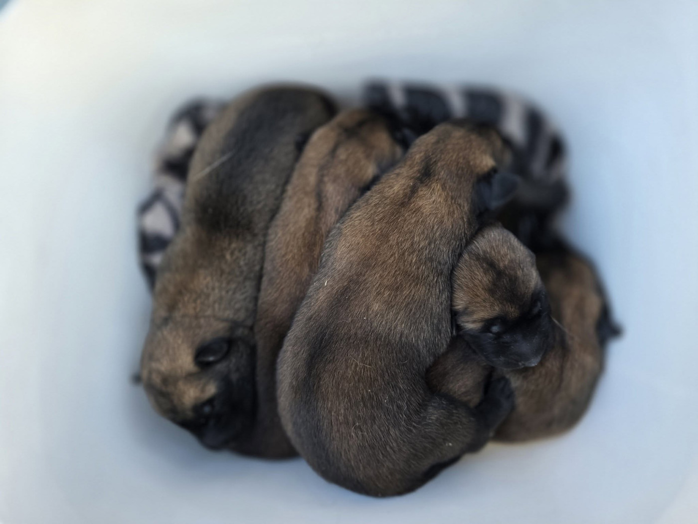 Chiot Berger Belge La Forge aux sept flammes