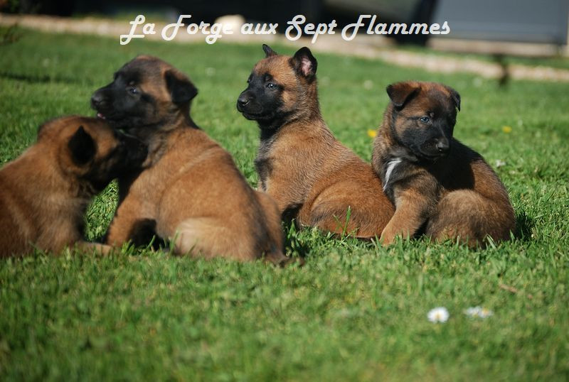 La Forge aux sept flammes - Chiots disponibles - Berger Belge