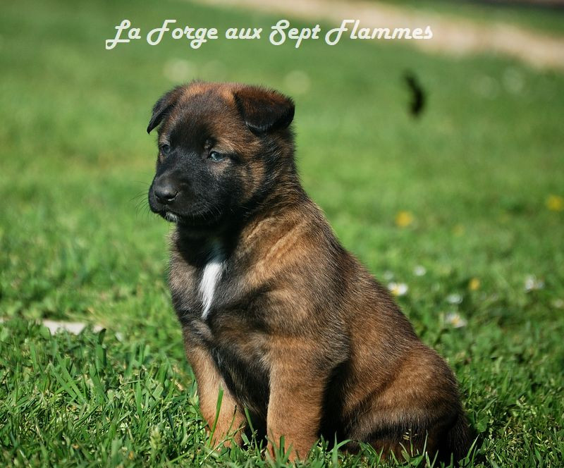 La Forge aux sept flammes - Chiots disponibles - Berger Belge