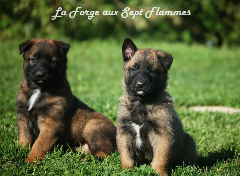 La Forge aux sept flammes - Chiots disponibles - Berger Belge