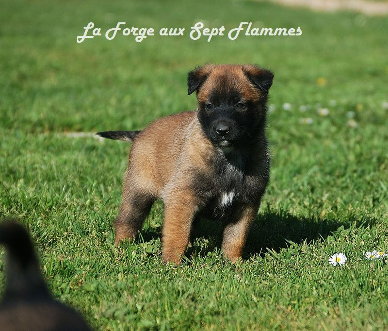 La Forge aux sept flammes - Chiots disponibles - Berger Belge