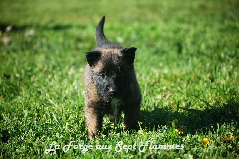 La Forge aux sept flammes - Chiots disponibles - Berger Belge