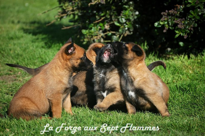 La Forge aux sept flammes - Chiots disponibles - Berger Belge