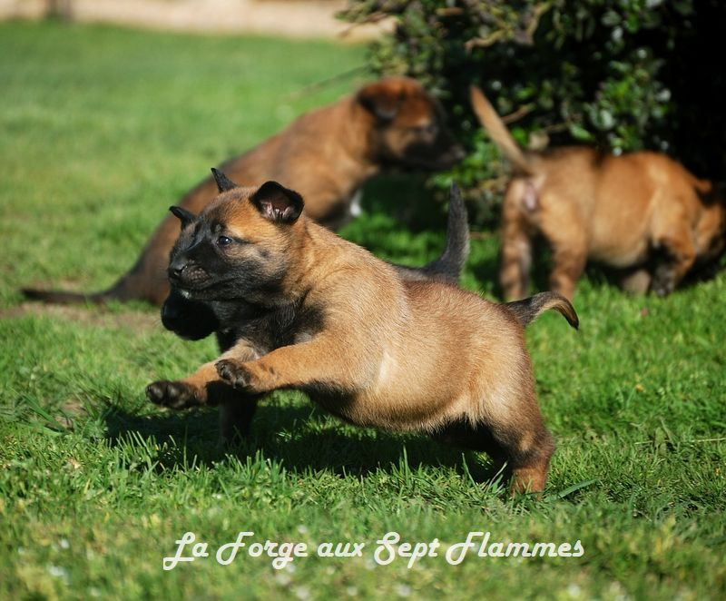 La Forge aux sept flammes - Chiots disponibles - Berger Belge