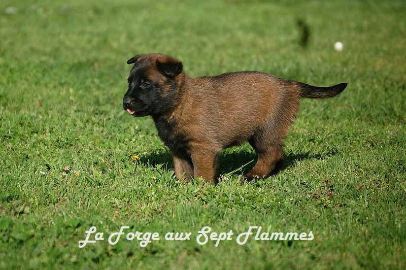 La Forge aux sept flammes - Chiots disponibles - Berger Belge