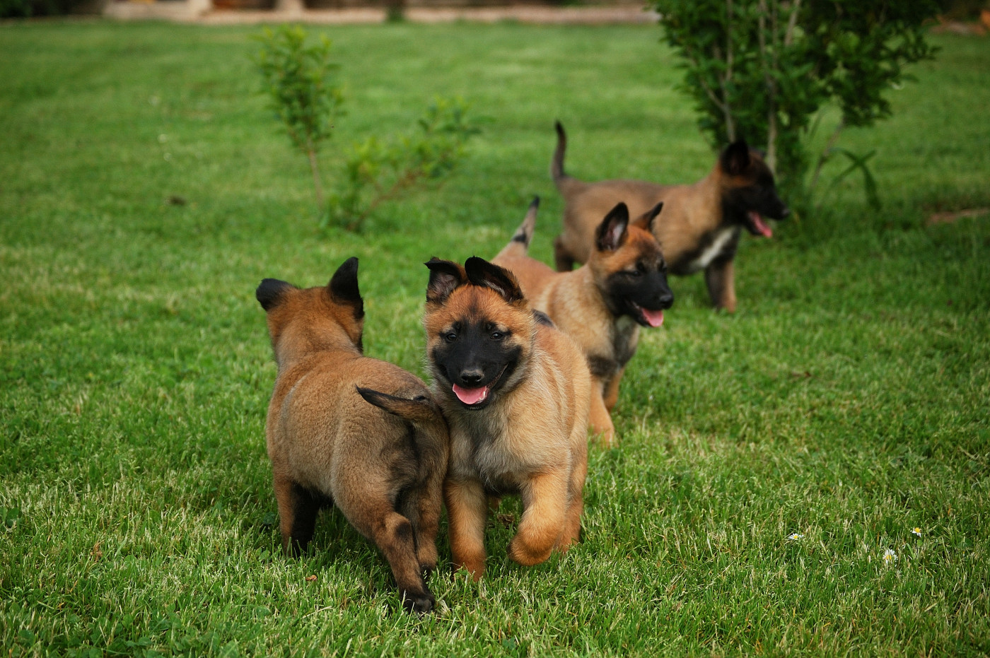 La Forge aux sept flammes - Chiots disponibles - Berger Belge