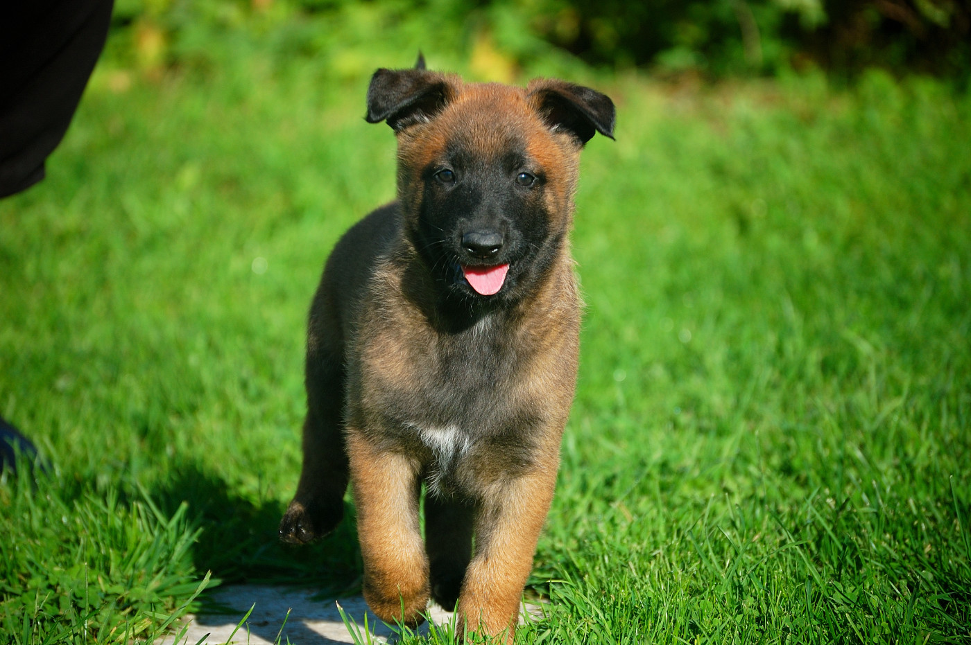 La Forge aux sept flammes - Chiots disponibles - Berger Belge