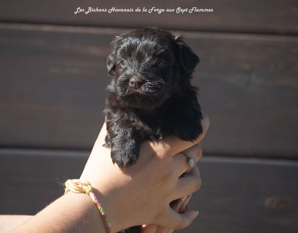 La Forge aux sept flammes - Bichon Havanais - Portée née le 08/08/2025