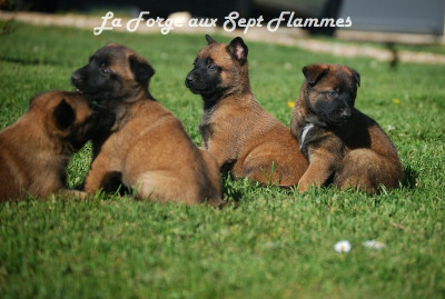 Chiot N°1