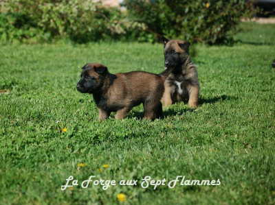 Chiot N°8