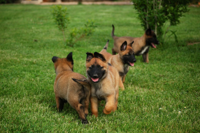 Chiot N°1