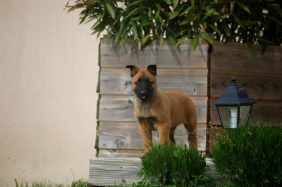 Chiot N°2