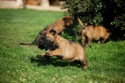 Chiot N°4