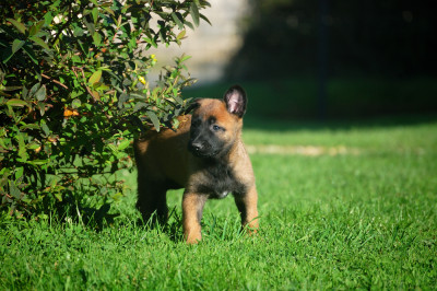 Chiot N°5
